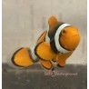 Orange Percula Clownfish (Percula)