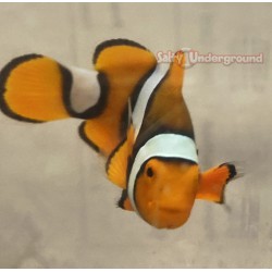 True Percula Clownfish front