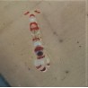 Candy Cane Pistol Shrimp (Alpheus randalli)
