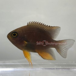 View Of Adult Facing Left