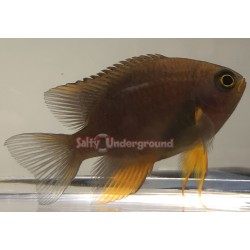 View of Adult Facing RIght