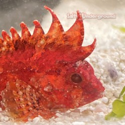 red rooster waspfish close