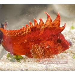 Pygmy Red Rooster Waspfish (Hypodytes rubripinnis)