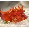 Pygmy Red Rooster Waspfish (Hypodytes rubripinnis)