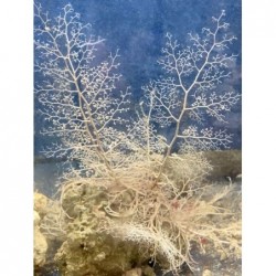 Basket Weaving Starfish (Astrophyton muricatum)