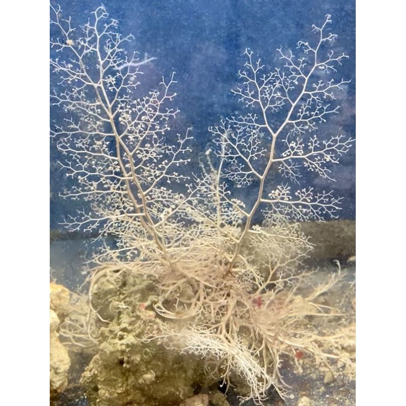 Basket Weaving Starfish (Astrophyton muricatum)