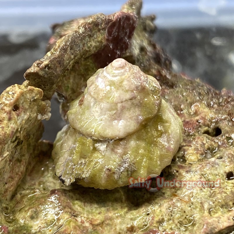 astrea snail astrea snail