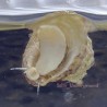astrea snail