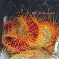 scallop grouping