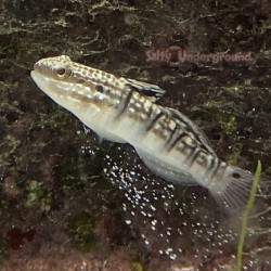 Dragon Sleeper Banded Goby (Amblygobius phalaena) sifting side