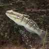 Dragon Sleeper Banded Goby (Amblygobius phalaena) sifting side