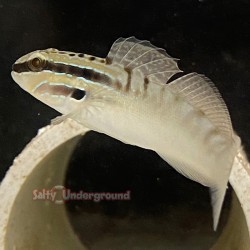 Dragon goby