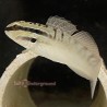 Dragon goby