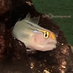 Red Head Goby (Elacatinus puncticulatus)