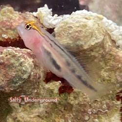 Red Head Goby (Elacatinus puncticulatus)