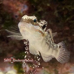 Dragon Sleeper Banded Goby (Amblygobius phalaena) sifting