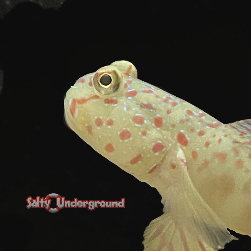 Salty Underground: Pink blue spot watchman goby (cryptocentrus leptoceph)