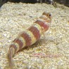 Bumblebee Goby (Amblyeleotris wheeleri)