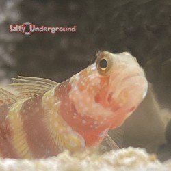 Bumblebee Goby (Amblyeleotris wheeleri)close up