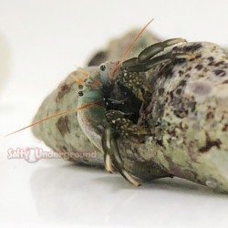 Blue Legged Hermit Crab (Clibanarus tricolo)