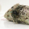 Blue Legged Hermit Crab (Clibanarus tricolo)