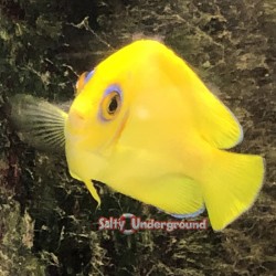 Lemonpeel Angelfish (Centropyge flavissima)