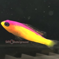 Purple Stripe Dottyback (Pseudochromis diadema)