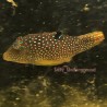 Blue Dot Toby Puffer (Canthigaster solandri)