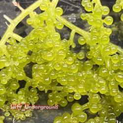 Live Grape Caulerpa Algae