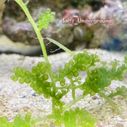 grape algea