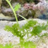 grape algea