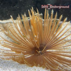 Feather Duster Tube Worm (Sabellastarte magnifica)