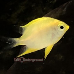 Yellow Staghorn Damsel (Amblyglyphidodon ternatensis)