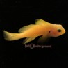 Citron Clown Goby (Gobiodon citrinus)