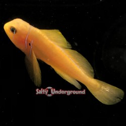 Citron Clown Goby (Gobiodon citrinus)