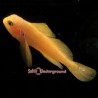 Citron Clown Goby (Gobiodon citrinus)