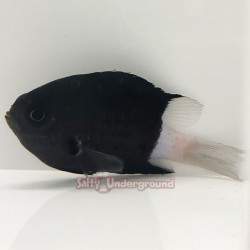 Bicolor Chromis (Chromis Margeritifer)
