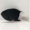 Bicolor Chromis (Chromis Margeritifer)