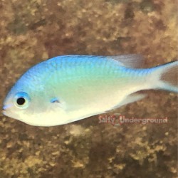Blue/Green Reef Chromis Damsel (Chromis viridis)