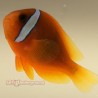 Tomato Clownfish (Amphiprion frenatus)