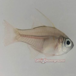 Glass Cardinal Fish (Apogon leptacanthus)
