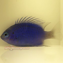 Springer Damsel (Chrysiptera springeri)