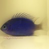 Springer Damsel (Chrysiptera springeri)