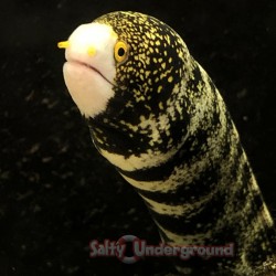 Snowflake Eel (Echidna nebulosa)