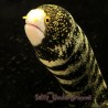 Snowflake Eel (Echidna nebulosa)
