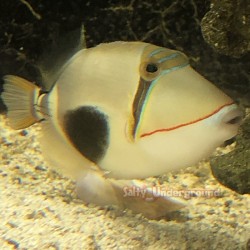 Bursa Triggerfish (Rhinecanthus verrucosus)