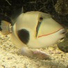 Bursa Triggerfish (Rhinecanthus verrucosus)