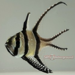 Banggai cardinal (Pterapogon kauderni)