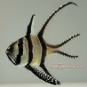 Banggai cardinal (Pterapogon kauderni)