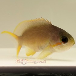 Huchtii Anthias (Pseudanthias huchtii)